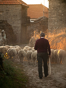 ovce, farmář, venkova, stádo, pasení, hospodářská zvířata, zemědělství
