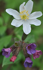 forår, træ anemone, Lungwort, Blossom, Bloom, blomst, makro