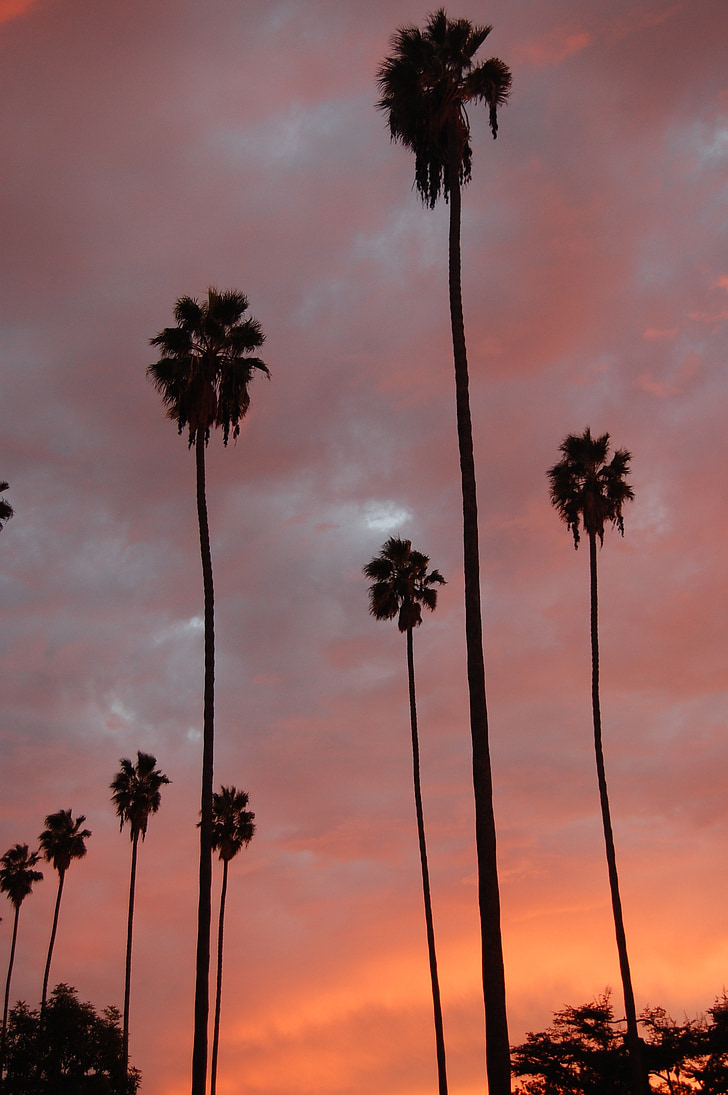 palmy, palmy, zachód słońca, drzewo, pomarańczowy, chmury, różowy
