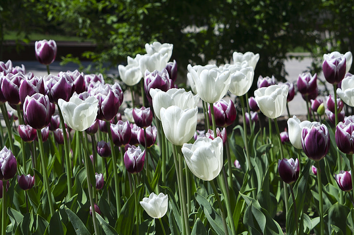 tulips, flowers, nature, white, spring