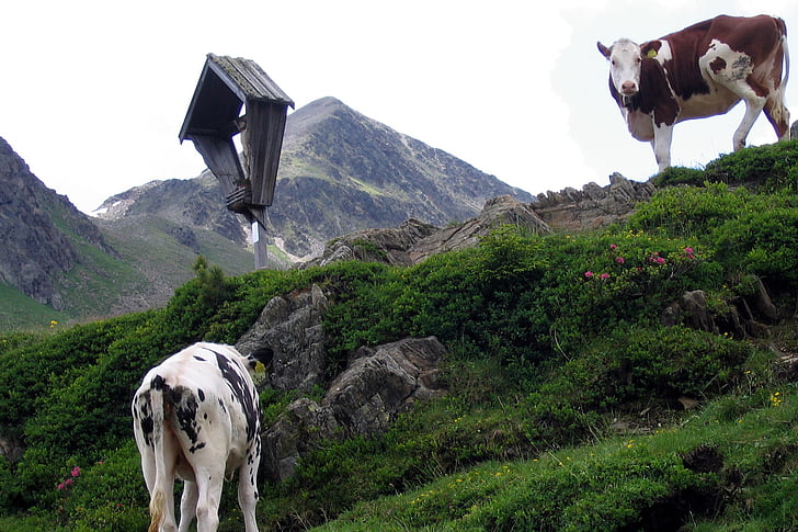 vacas, caminho Cruz, Alm, Ilona sattel, montanhas, Alpina, passo de montanha