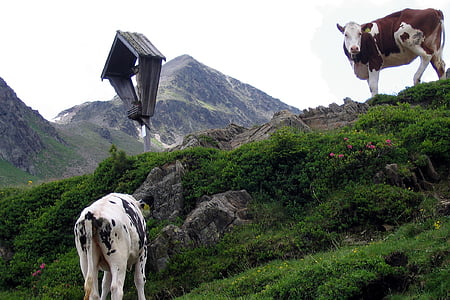 крави, Wayside кръст, Alm, staller sattel, планини, алпийски, планински проход