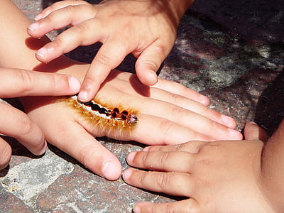 Caterpillar, händer, insekt, barn, varelse