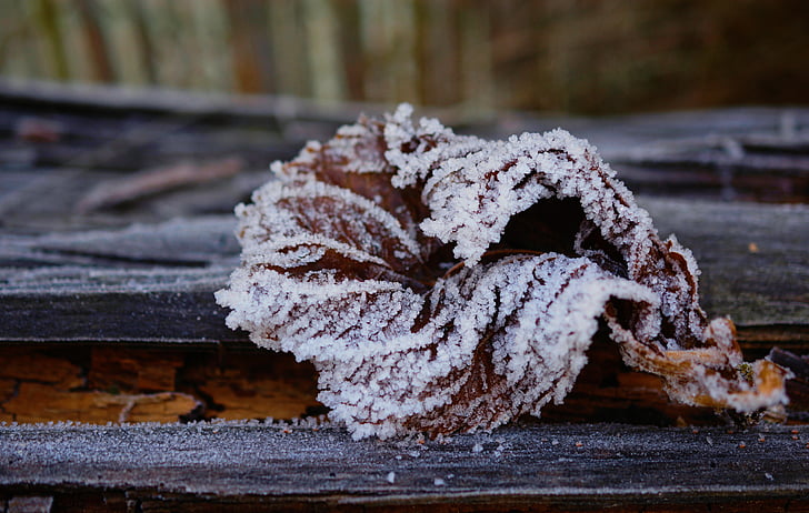 frost, leaf, frozen, winter, hoarfrost, cold, leaves