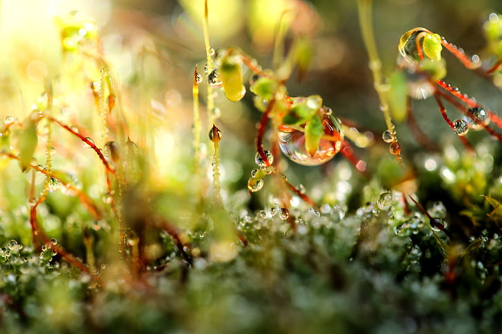 Moss, dug-drop, blot tilføje vand, blomstrende moss, natur, grøn, makro