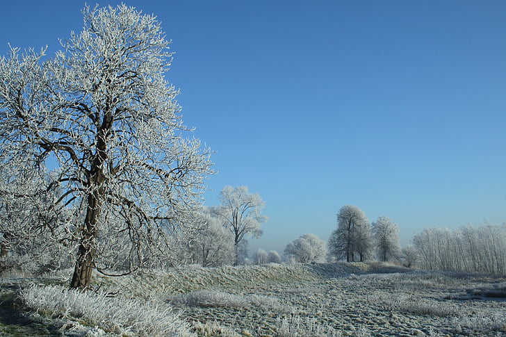 зимни, Зимен пейзаж, природата, сняг, сняг пейзаж, дървета