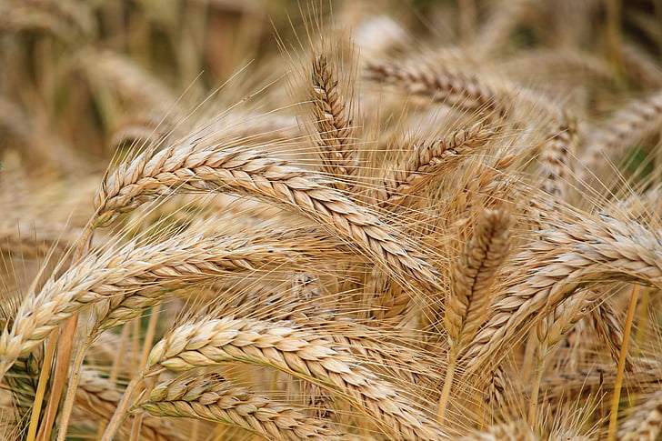 spike, barley, cereals, barley field, nature, field, nutrition