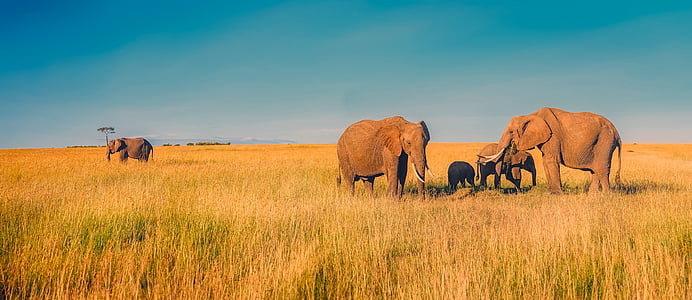 africa, panorama, elephants, grassland, landscape, scenic, savanna