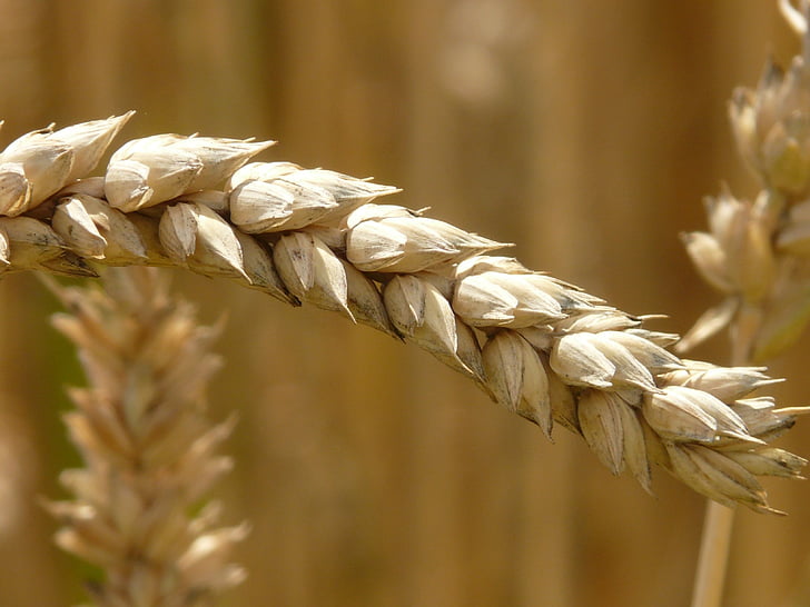pšenice, blizu, fotografije, hrane, uho, žita, zrn