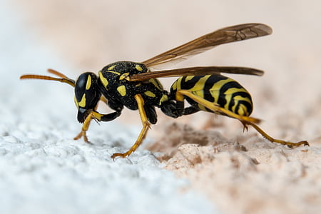 wasp, insect, close, nature, animal