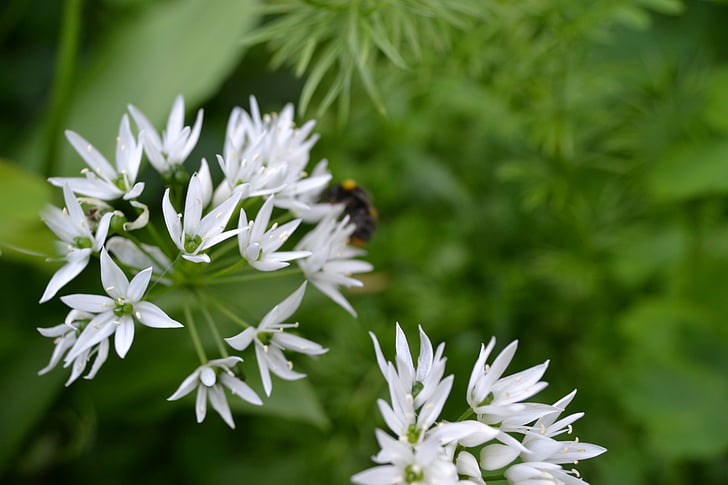 Wild hvidløg, hvid blomst, Herb, løsepenge, Allium ursinum, Bredbladet hvidløg, bear's hvidløg
