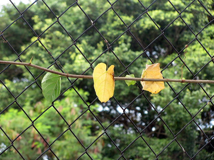 creeper, leaves, grid, wire, garden, plant, flora
