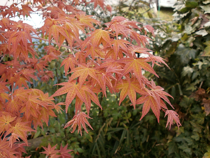 Maple, autumnal lá, lá phong, Arboretum, mùa thu, lá, Thiên nhiên