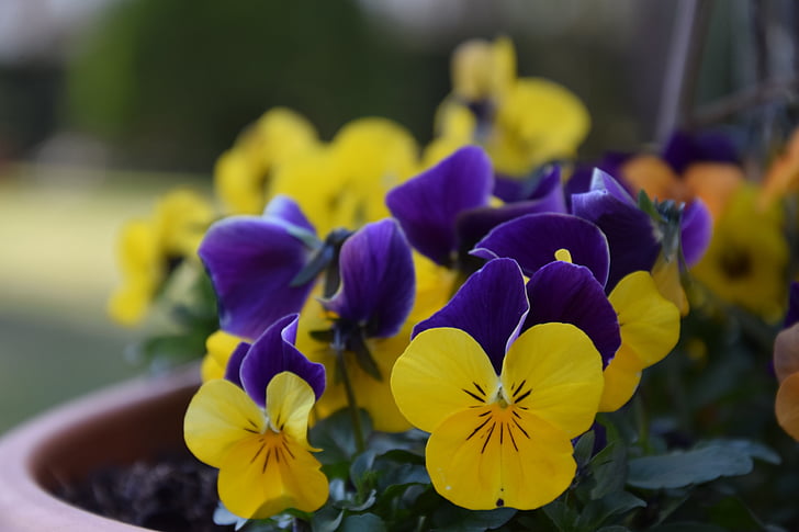 pansy, april, spring, nature, blossom, bloom, colorful