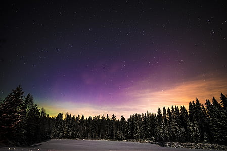 Aurora, zimowe, noc, niskich temperaturach, śnieg, drzewo, Natura