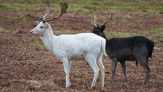 deer, stag, white, red, mammal, nature, animal