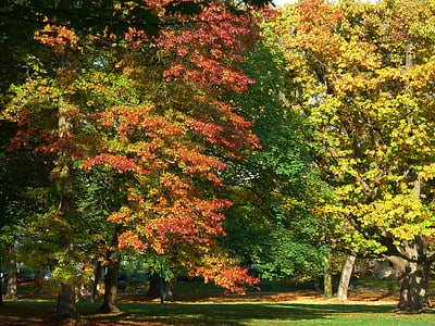 カエデの葉, ブナの葉, 紅葉, 新鮮な下落, 秋の葉, 秋, 葉