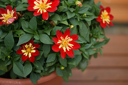 potted flower, garden, red, yellow, summer, flowering, flourishing