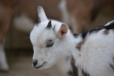 kid, goat, dwarf goat, cute, young animals, zoo, animal