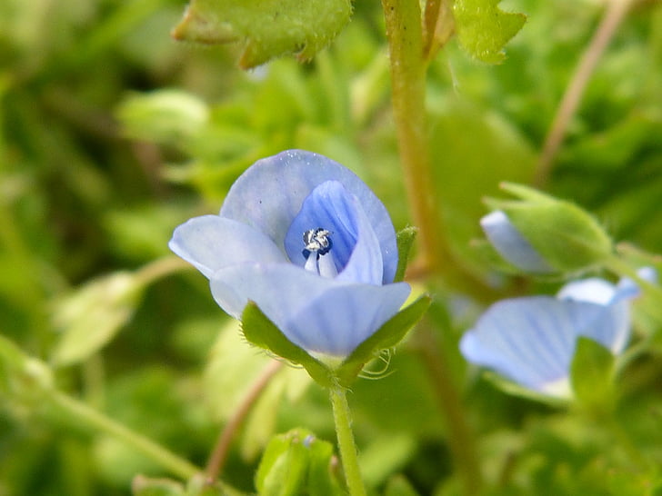 smailu zieds, zila, gaiši zila, zieds, Bloom, mazajiem ziediņiem, daba