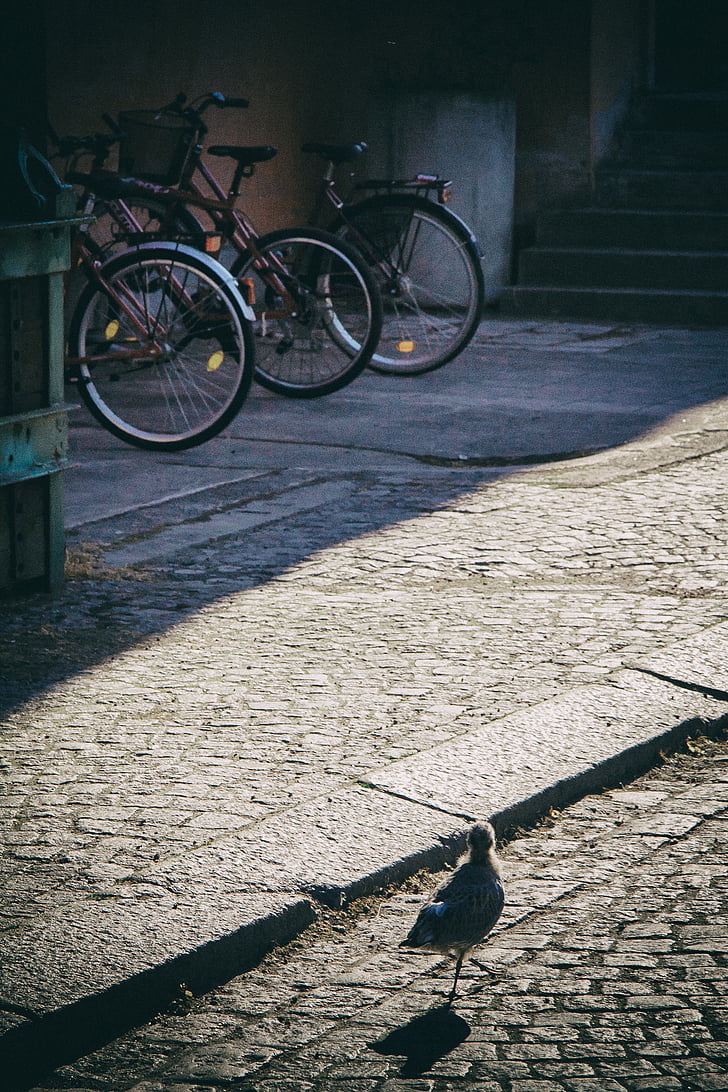 three, red, commuter, bikes, bike, bird, birds