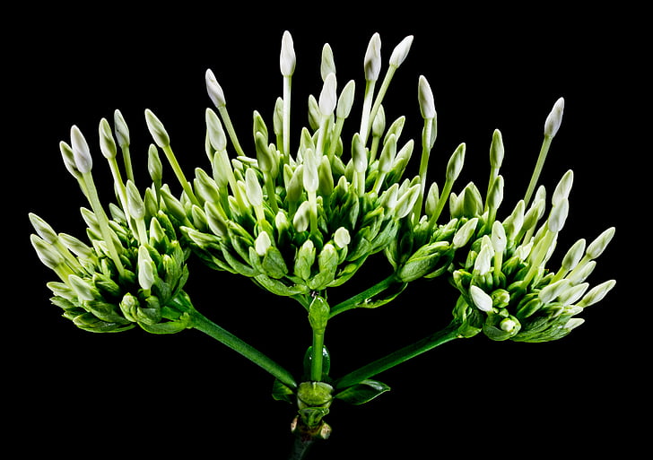 květ, Bloom, květ, zelený bílý, Zavřít