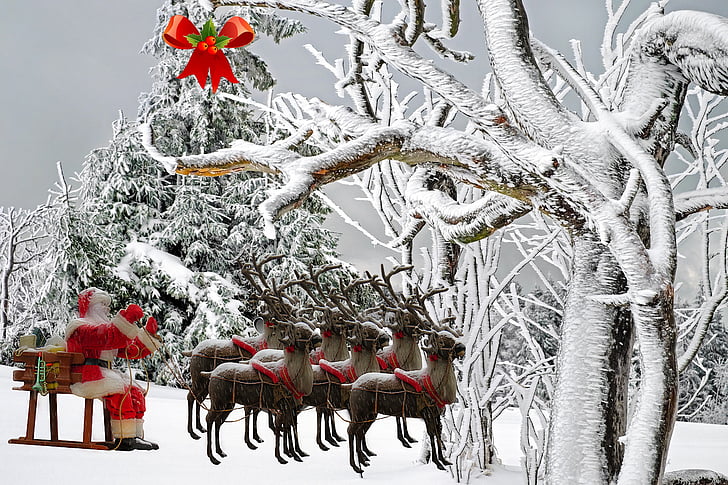 Ziemassvētki, Ziemassvētku vecīša, Egle, bārda, sarkana, koks, ziemas