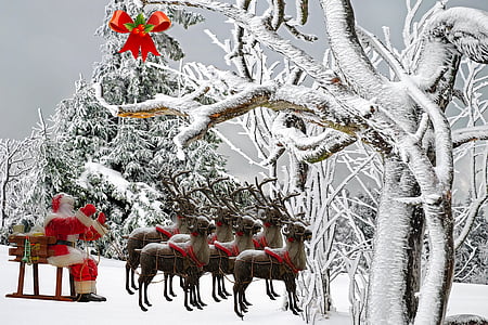 Natal, Bapak Natal, cemara, jenggot, merah, pohon, musim dingin