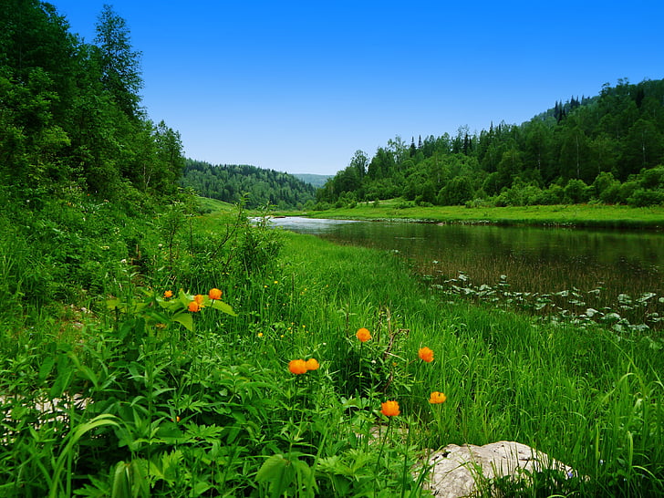 giugno, fiume, Siberia, natura, albero, foresta, colore verde