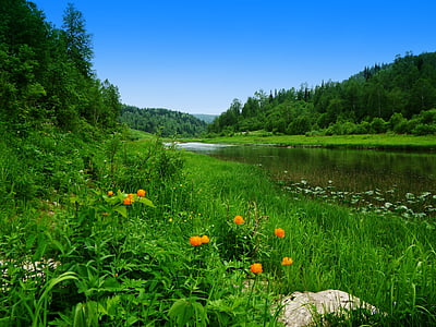 Juni, Sungai, Siberia, alam, pohon, hutan, warna hijau