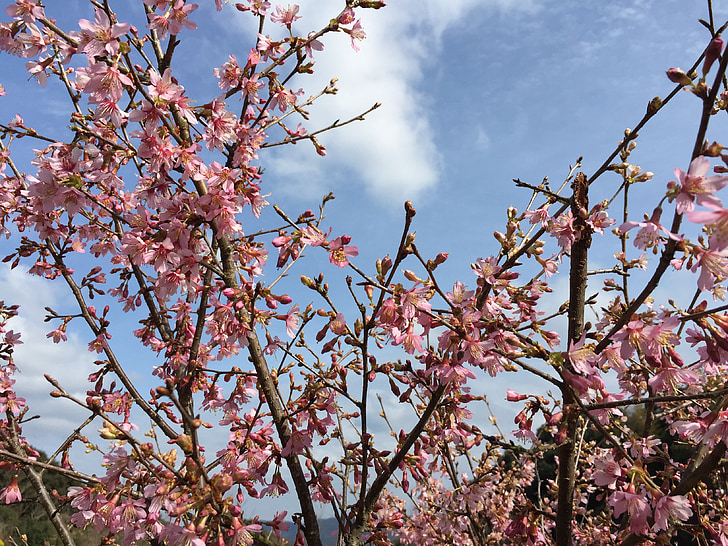 cerise, fleurs, printemps, sakura OK
