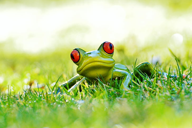 žaba, travnik, Slika, živali, zelena, srčkano, ljubko