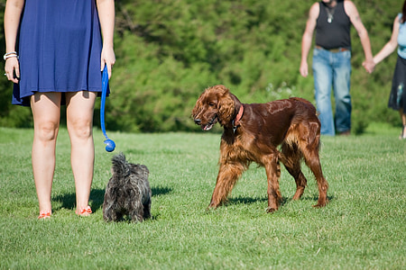 cane, cani, persone, donna, uomo, setter irlandese, Red setter
