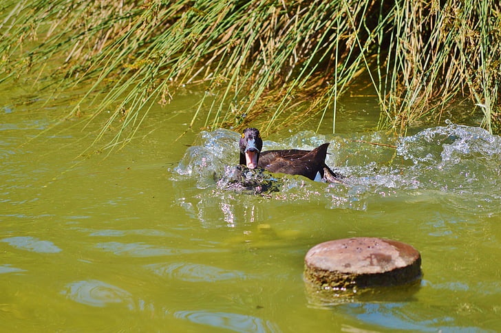 duck, water bird, mallard, duck bird, pond, bird, water