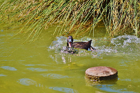 патица, вода птица, зеленоглава патица, патица птица, езерото, птица, вода