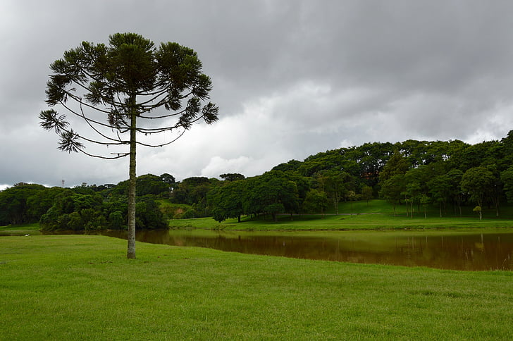 ainava, mauriņš, zaļa, koki, zāle, parks, Brazīlija