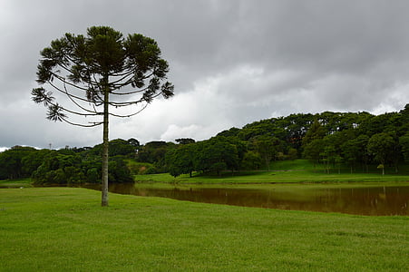 krajina, trávník, zelená, stromy, tráva, parku, Brazílie
