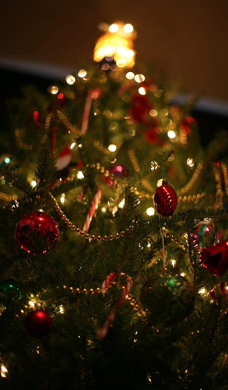 Різдво, дерево, свято, прикраса, Xmas, сезон, сезонний