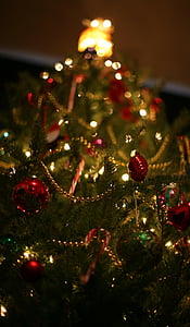 Коледа, дърво, празник, декорация, Коледа, сезон, сезонен