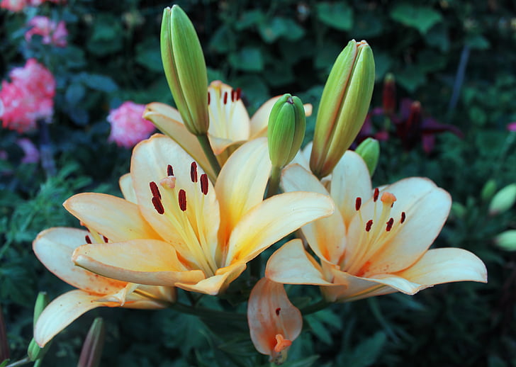 kukat, Lily, makro valokuvaus, kaunis kukka