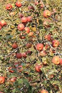 jabloň, Ovocný sad, Jablko, strom, ovoce, větev, zahrada