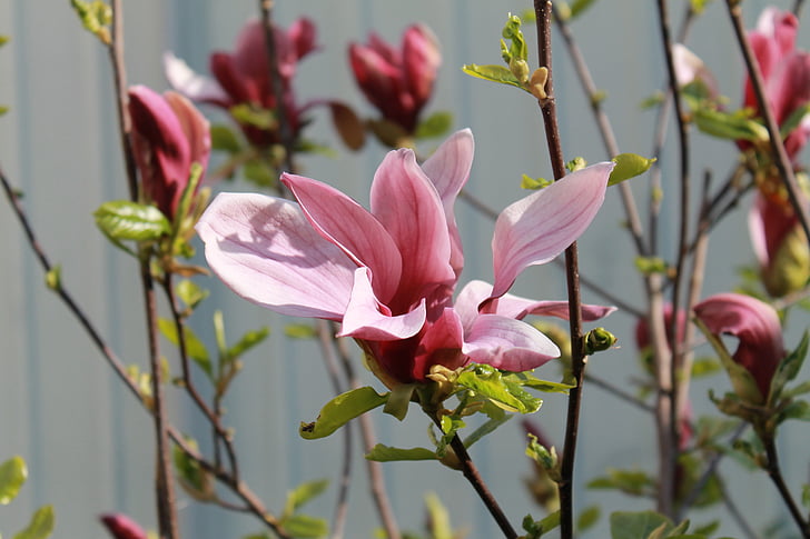 flower, bloom, spring, petals, flora, nature, plant