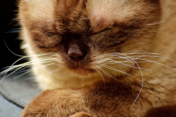 кішка, Британська короткошерста, в розслабленому стані, відпочинок, сон, mieze, Британський