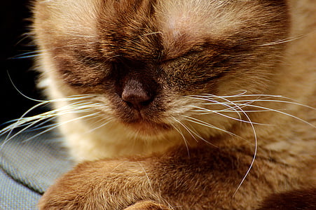고양이, 브리티시 쇼트헤어, 편안 하 게, 나머지, 수 면, mieze, 영국