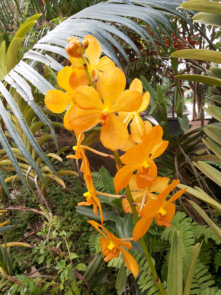 Orchid, blommor, naturen