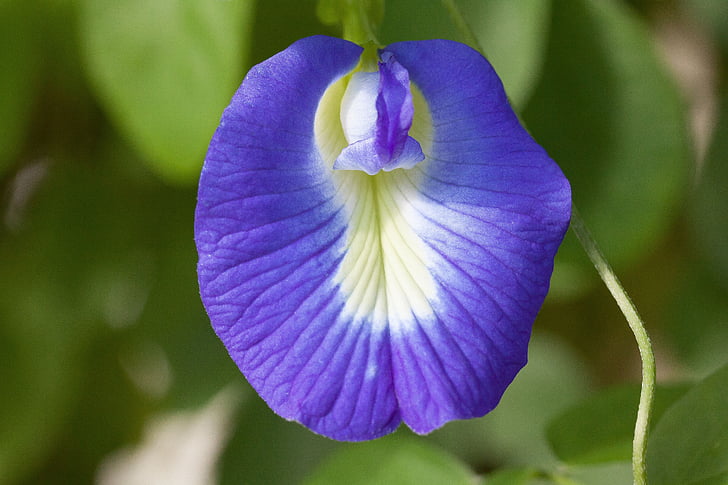 синьо klitorie, Блосъм, Блум, clitoria ternatea, Fabaceae, faboideae, Вайълет