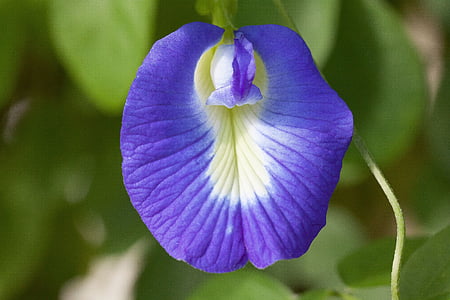 màu xanh klitorie, Blossom, nở hoa, Chi Đậu biếc ternatea, họ đậu, phân họ đậu, màu tím