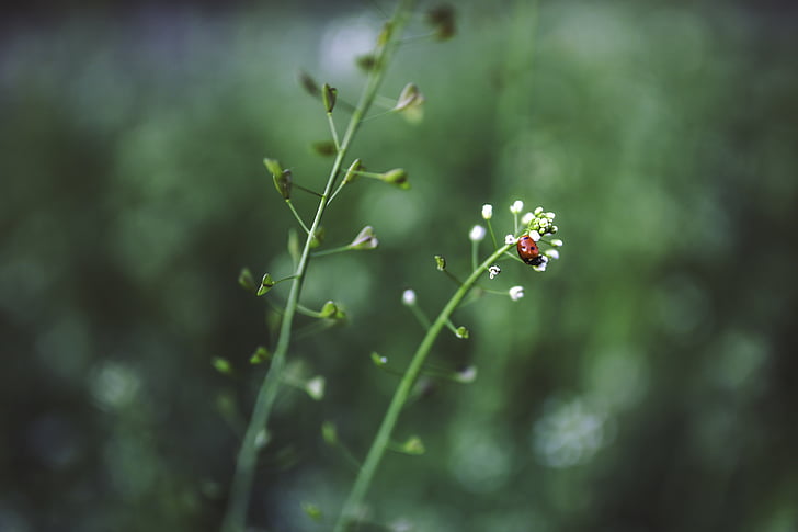 ladybug, plant, green, red, white, little, flowers