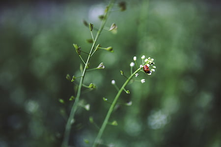 Ladybug, anlegget, grønn, rød, hvit, liten, blomster
