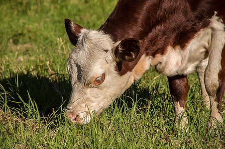cow, calf, cattle, stock, brown, white, feeding